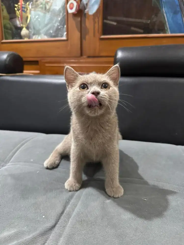 Kucing British Shorthair Betina Lilac Usia 5Bln Pure Kucing BSH Betina