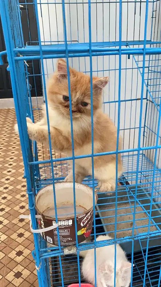 Lepas adob ank kucing persia