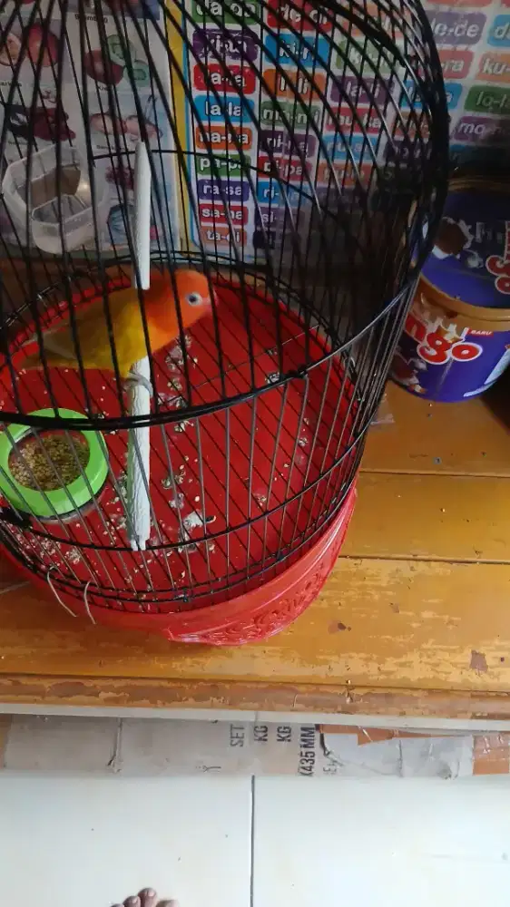 Burung love bird