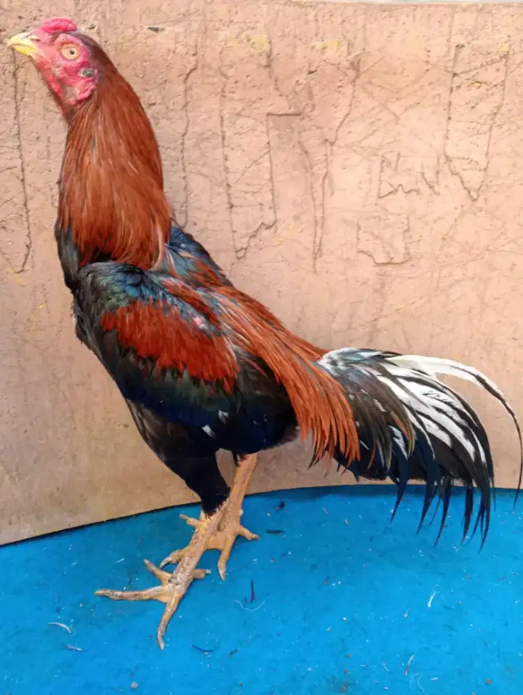 Ayam Bangkok klasik ukuran 5+