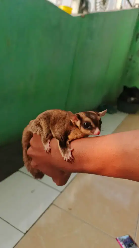 sugar glider clasic grey
