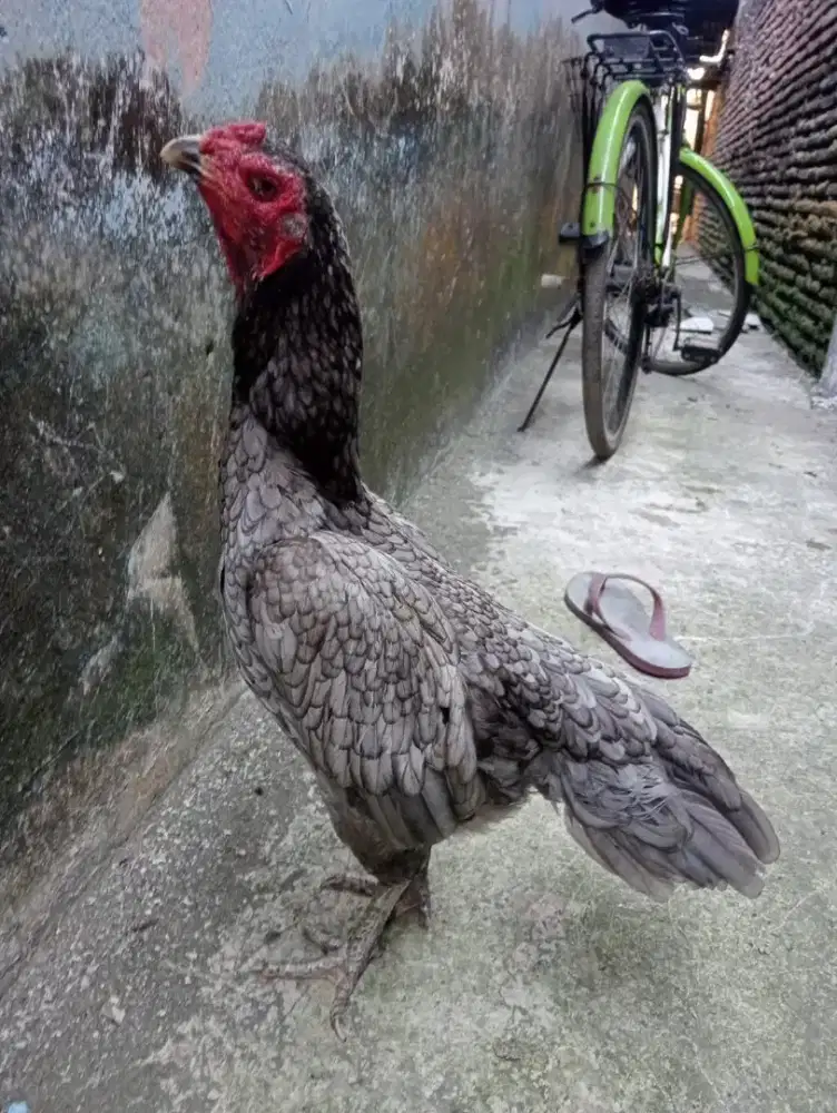 Ayam betina  Bangkok Mangon