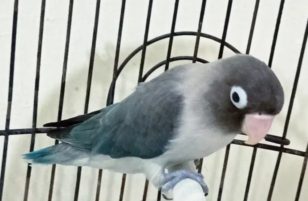 Burung Lovebird