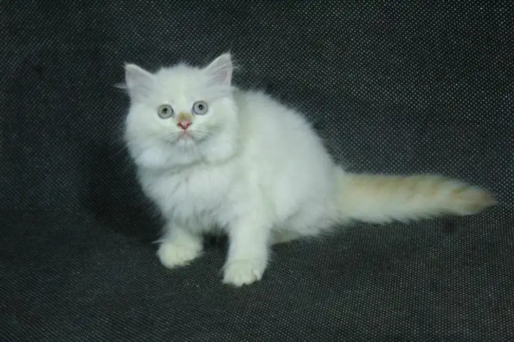 kucing kitten anakan anggora persia himalaya ragdoll mainecoon british