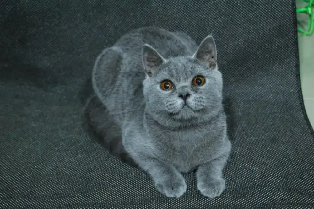 kucing kitten anakan british short hair