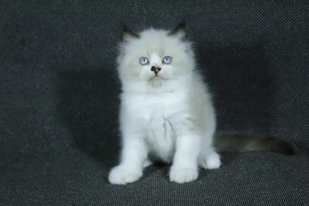 kucing kitten anakan ragdoll