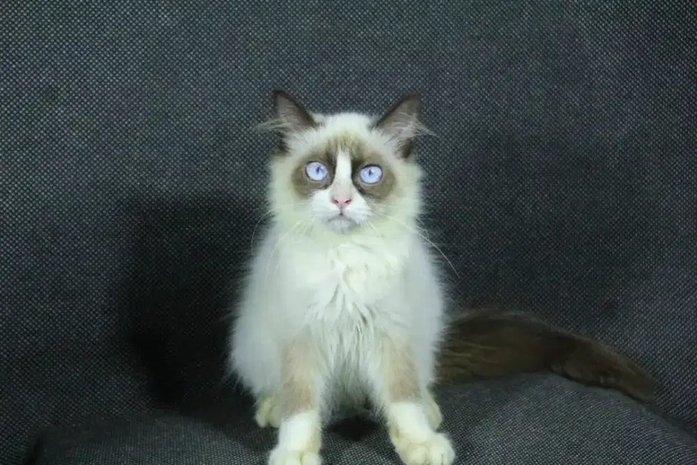 kucing kitten anakan ragdoll