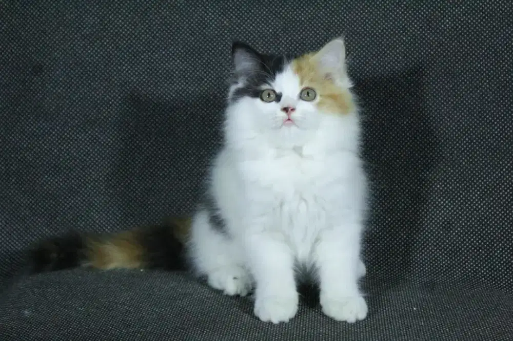kucing kitten anakan persia himalaya anggora ragdoll mainecoon