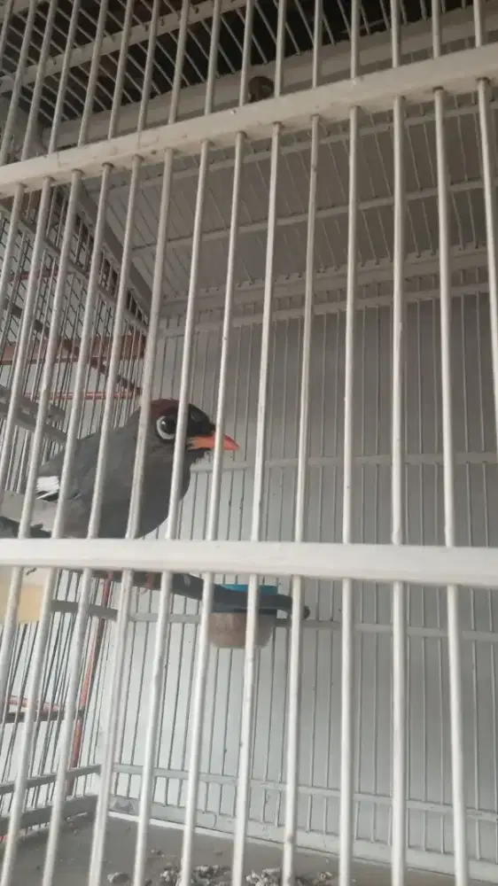 Burung no minus rajin