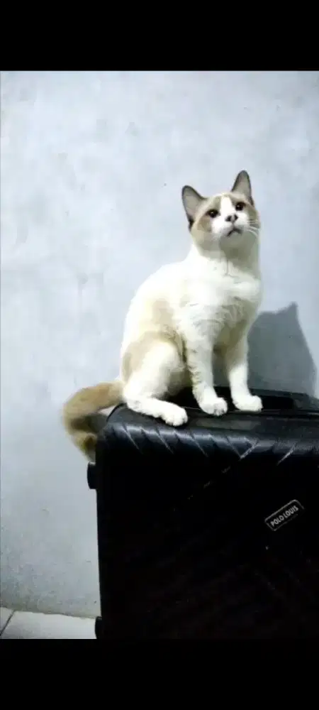 Kucing Ragdol Shorhair