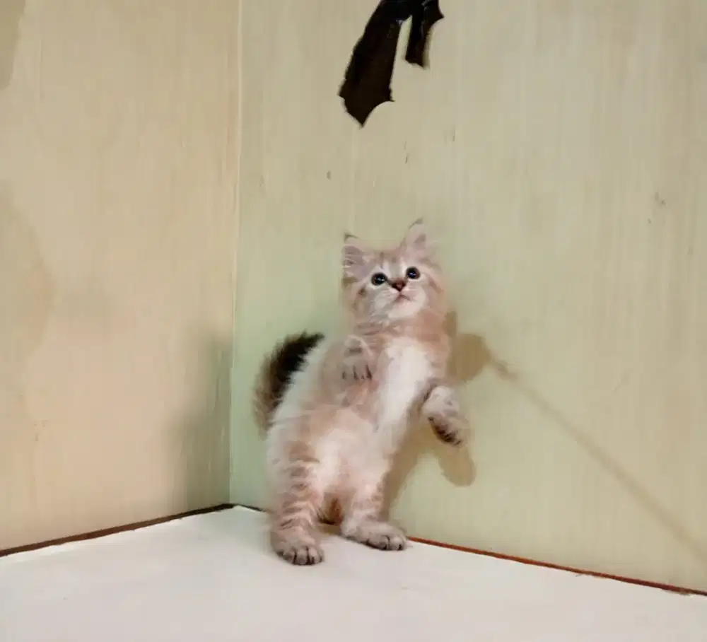 Kucing coklat betina