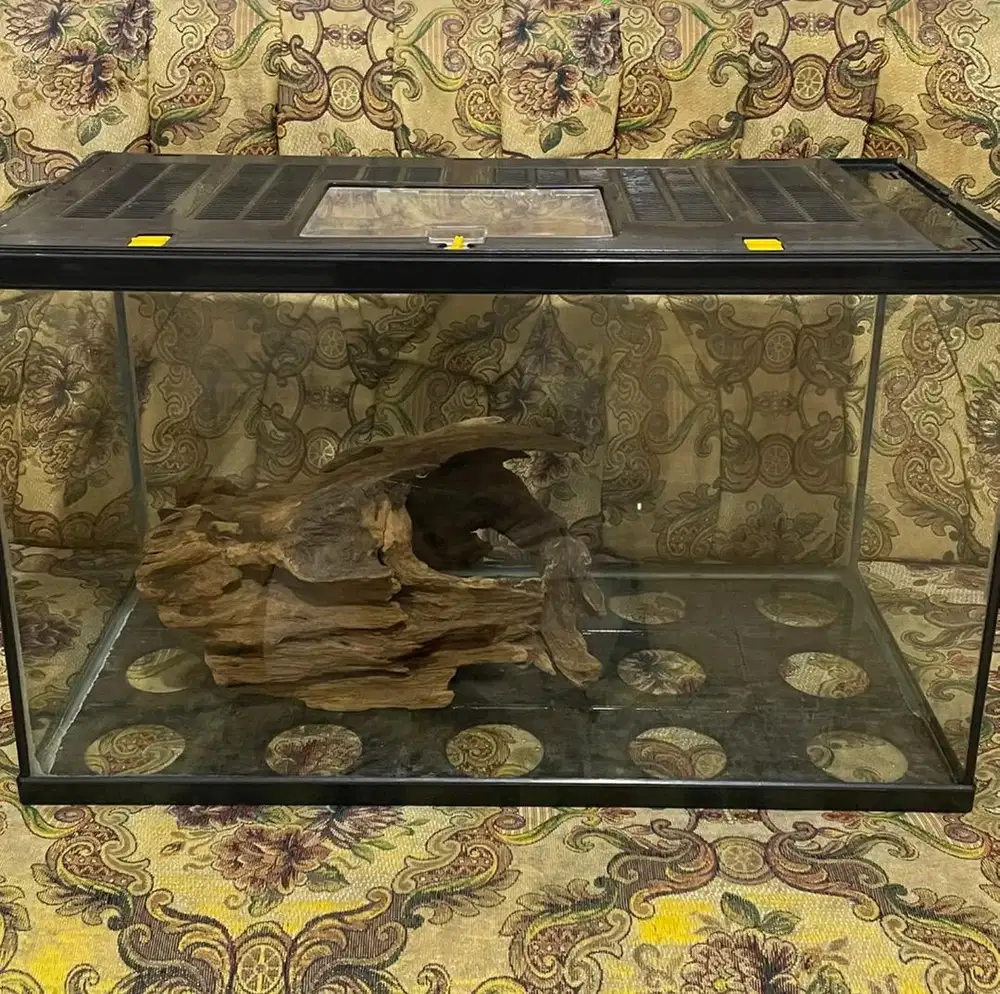 Aquarium Nikita size 60 dengan tutup