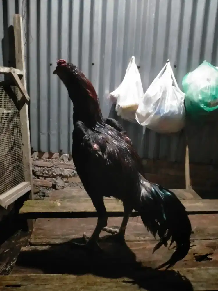 dijual ayam siam