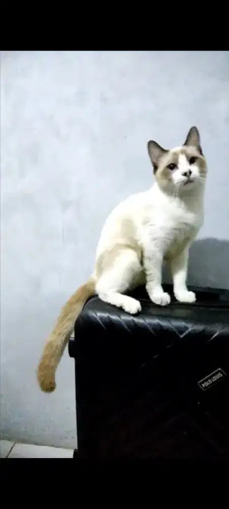 Kucing ragdol jantan simetris