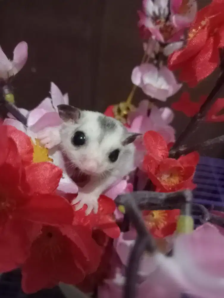 Sugar glider joey mozaik ( Beserta kandang )