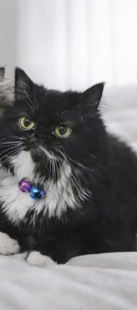 Kucing Persia pesek