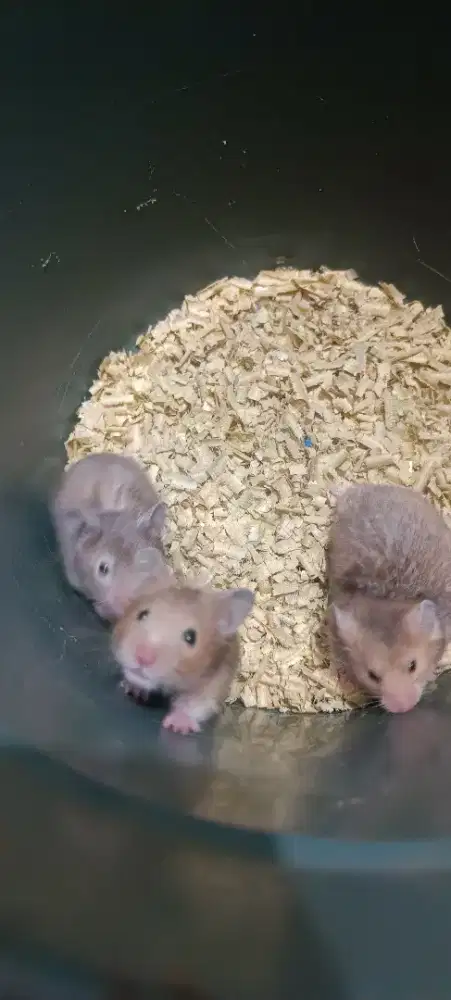 Hamster syirian