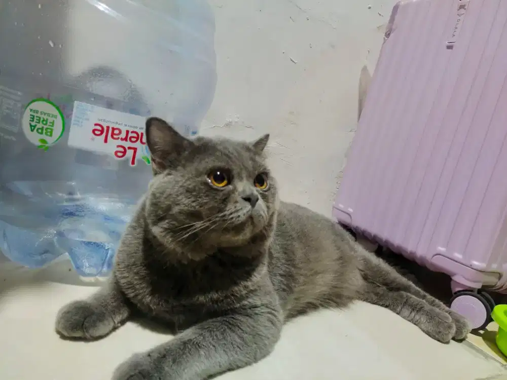 kucing BSH jantan