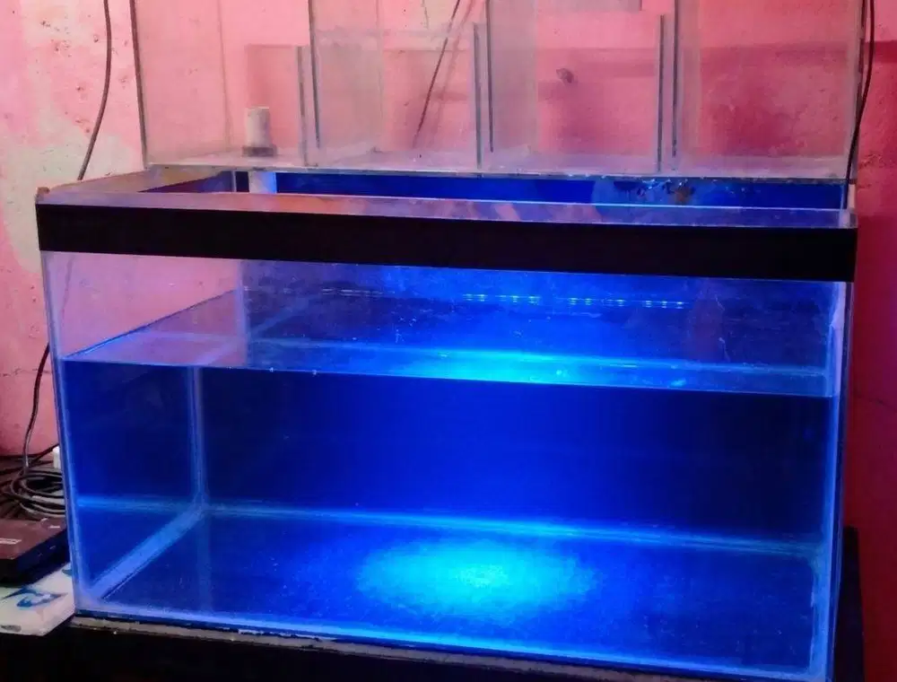 Aquarium 80 x 40 x 40 cm + Top Filter & Media +  Aksesories X-Arwana