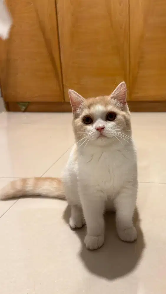 BSH BRITISH SHORT HAIR KITTEN