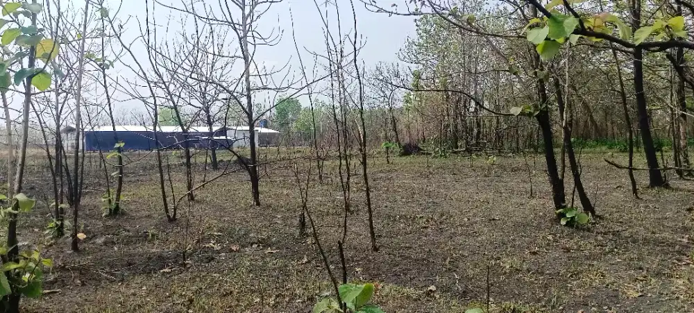 Jual tanah SHM dipedan klaten