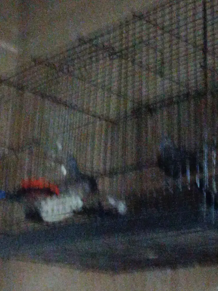 Obral burung perkutut