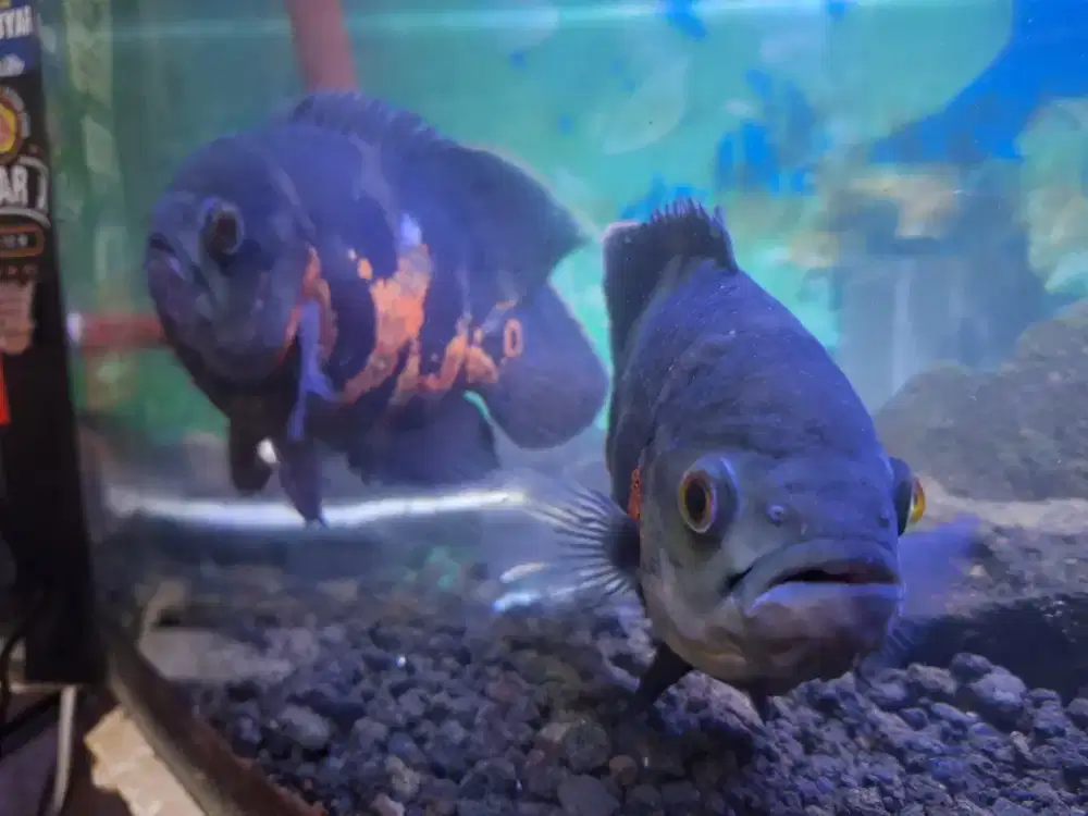 Ikan oScar Tiger Size 4-5 jari
