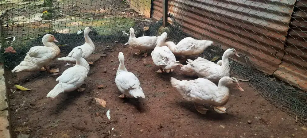 Dijual Entok Jumbo 10 ekor (5 Jantan dan 5 betina)