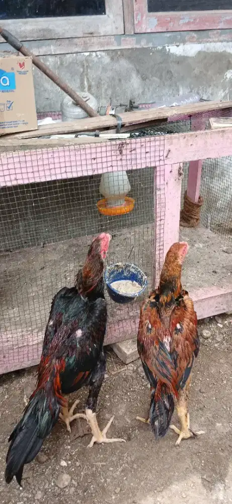 Ayam siam,cek sediri