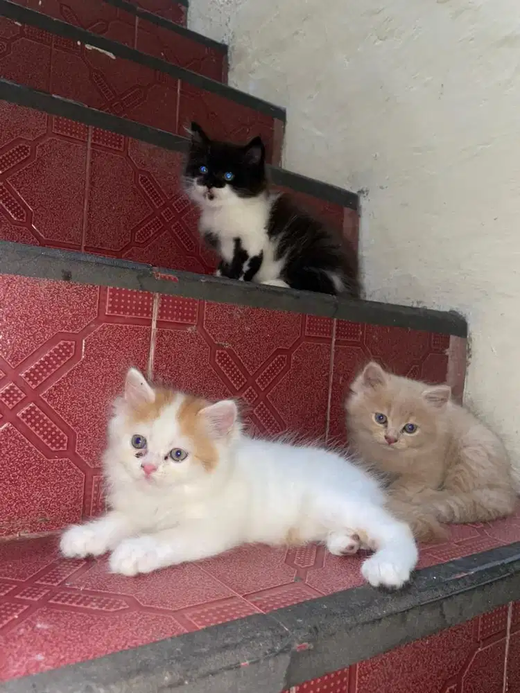 Kitten persia medium