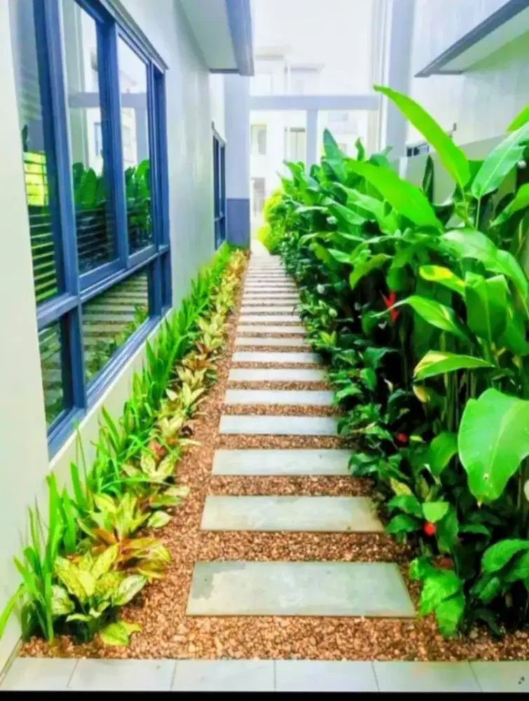 Rumput gajah mini