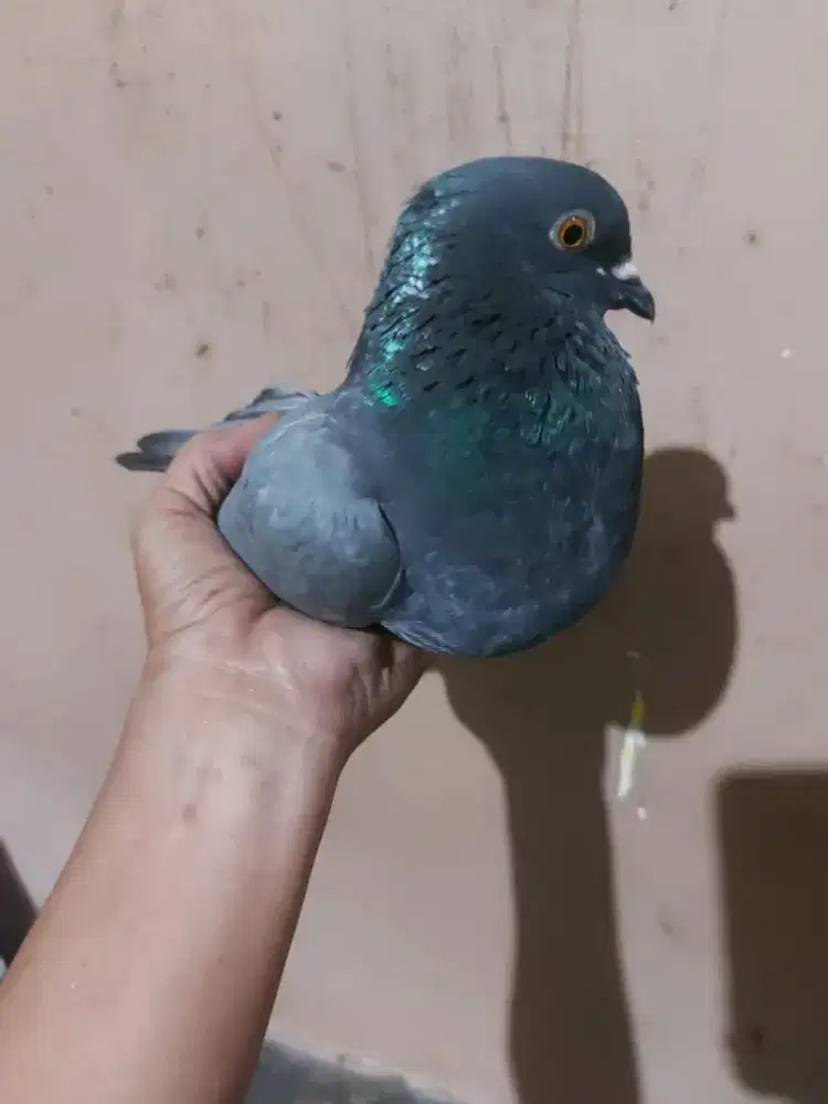 Merpati Betina indukan anak Ak mtl