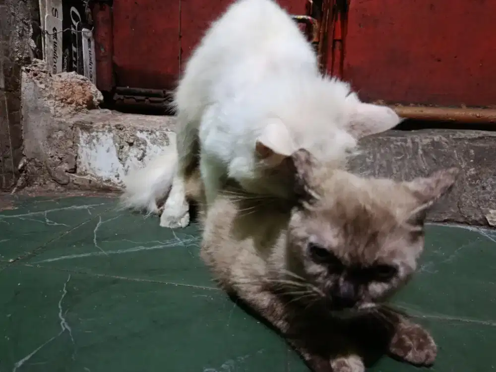 Himalaya Kondisi Hamil