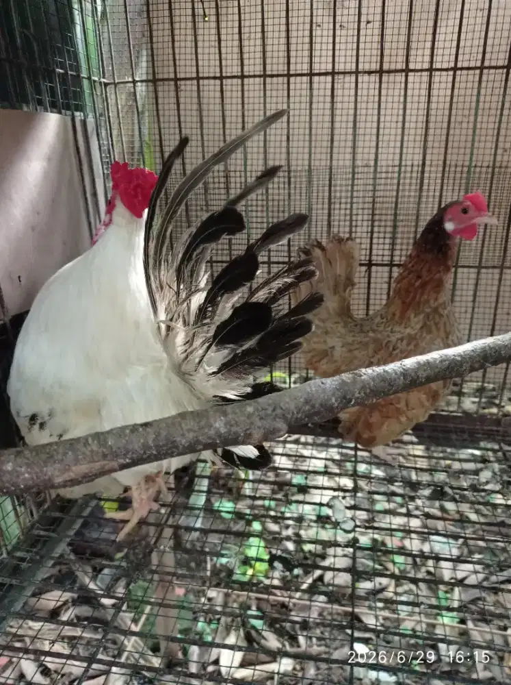 Ayam Kate Sepasang