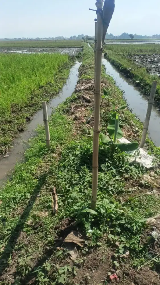 Dijual tanah Bisa u kavling, prumahan atau dpakai bertani (tanam padi)