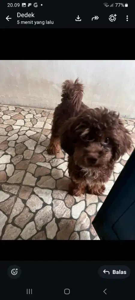 Dijual anak anjing shinpoo