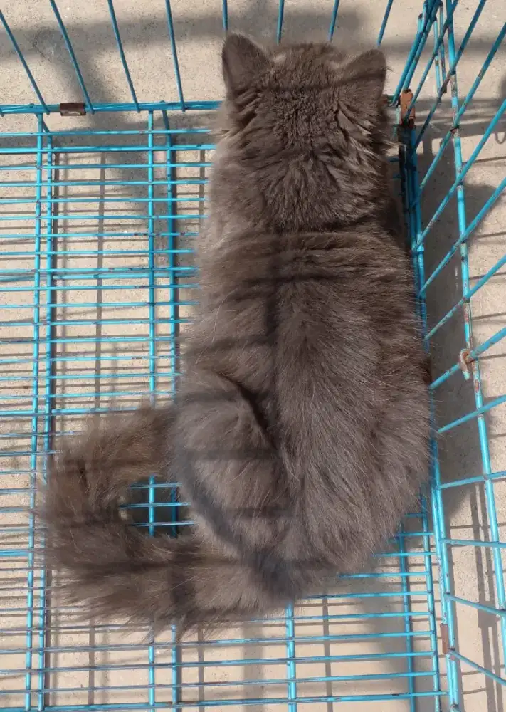 Jantan dewasa PERSIA Mix  BSH