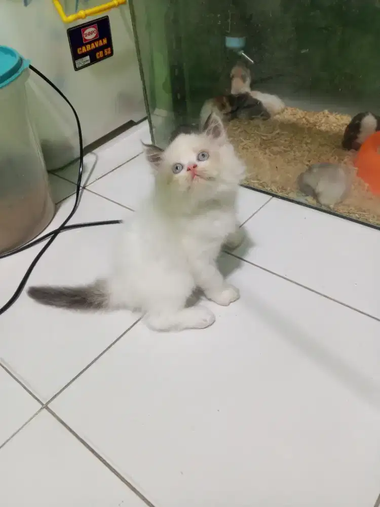 Kucing Persia 2bulan