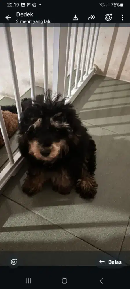 Di jual anak anjing poodle betina