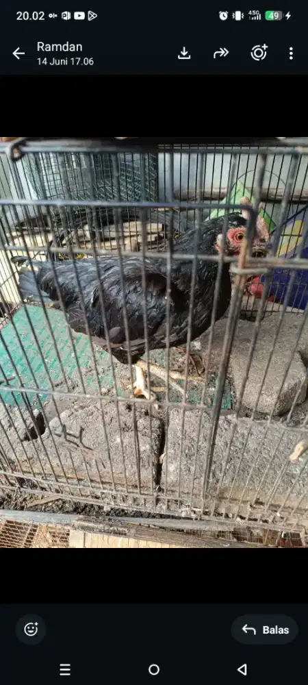 Ayam kampung kaki pendek betina