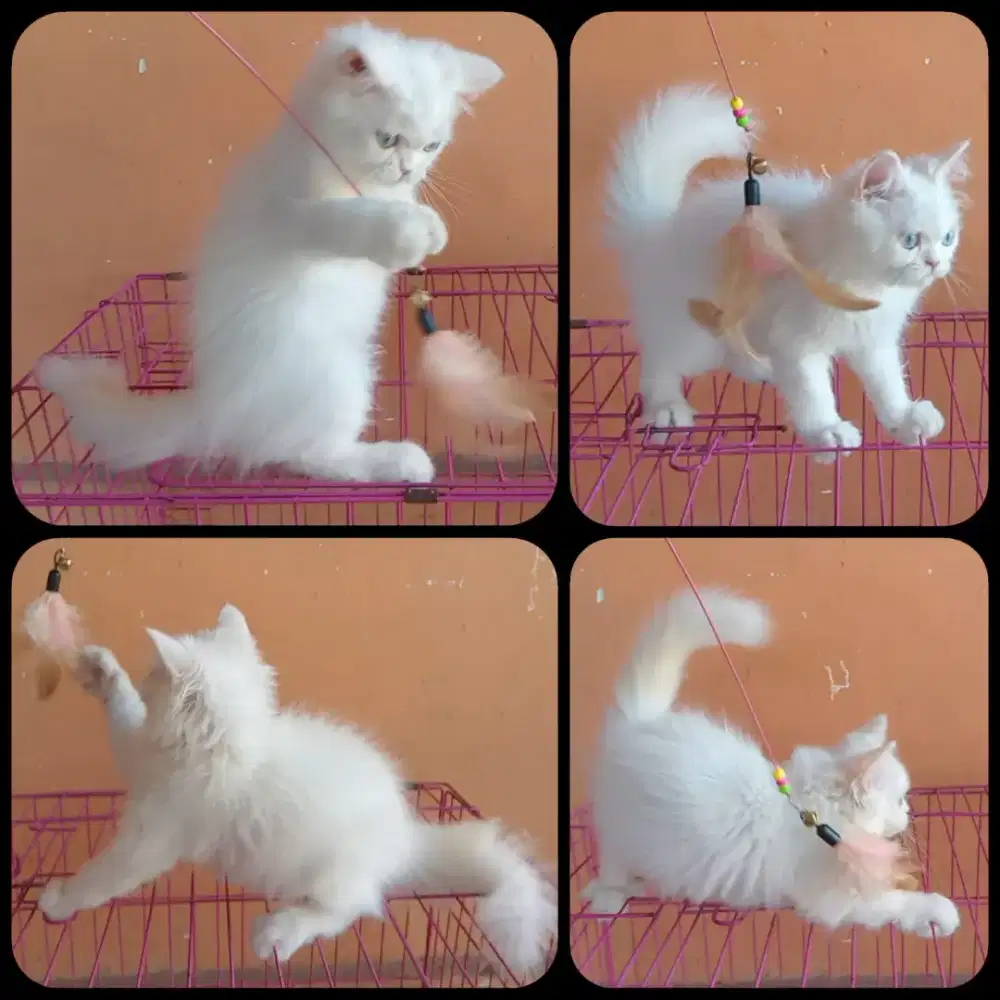 Kitten persia 3bln