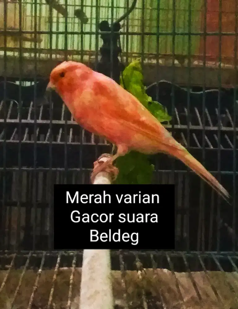 Kenari Merah varian singer Gacor