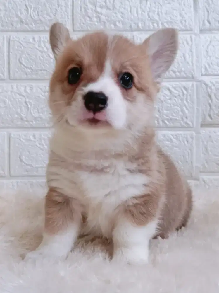 Jual,Corgi Jantan , Betina