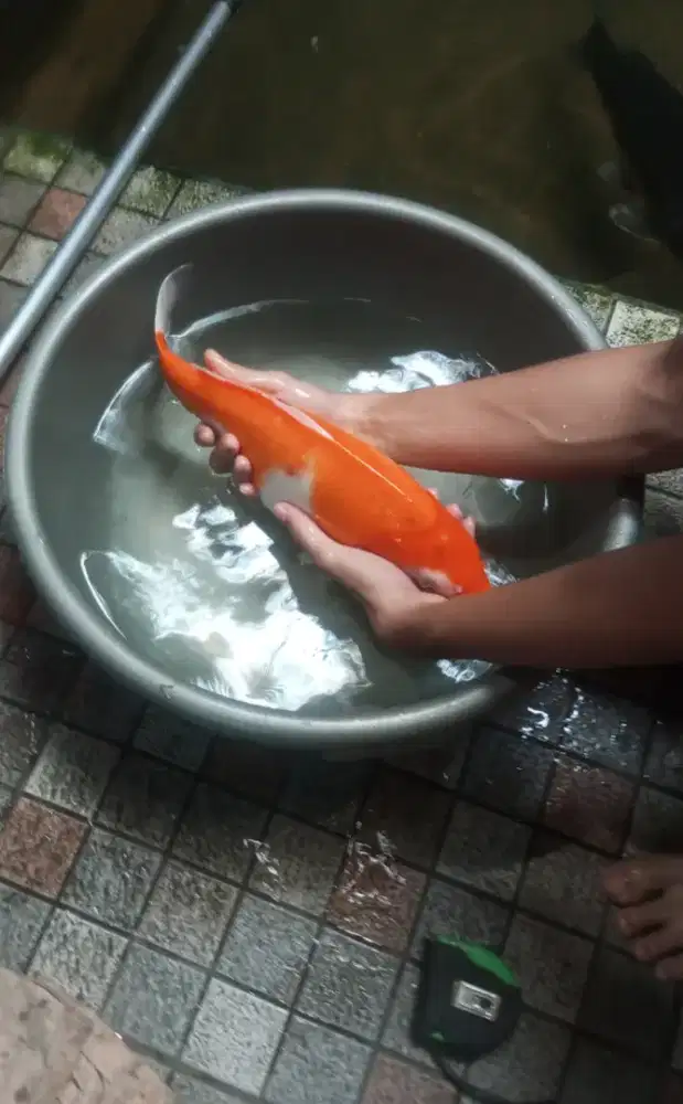 Borongan murmer ikan koi 5 ekor ukuran 40 cm
