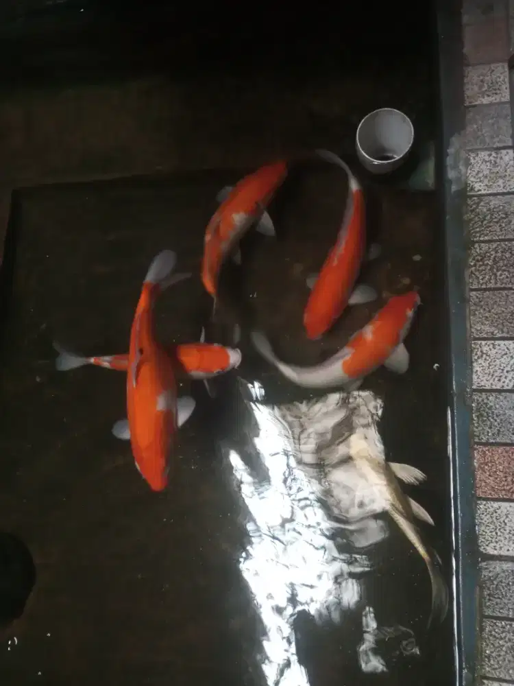 Borongan murmer ikan koi jumbo 6 ekor