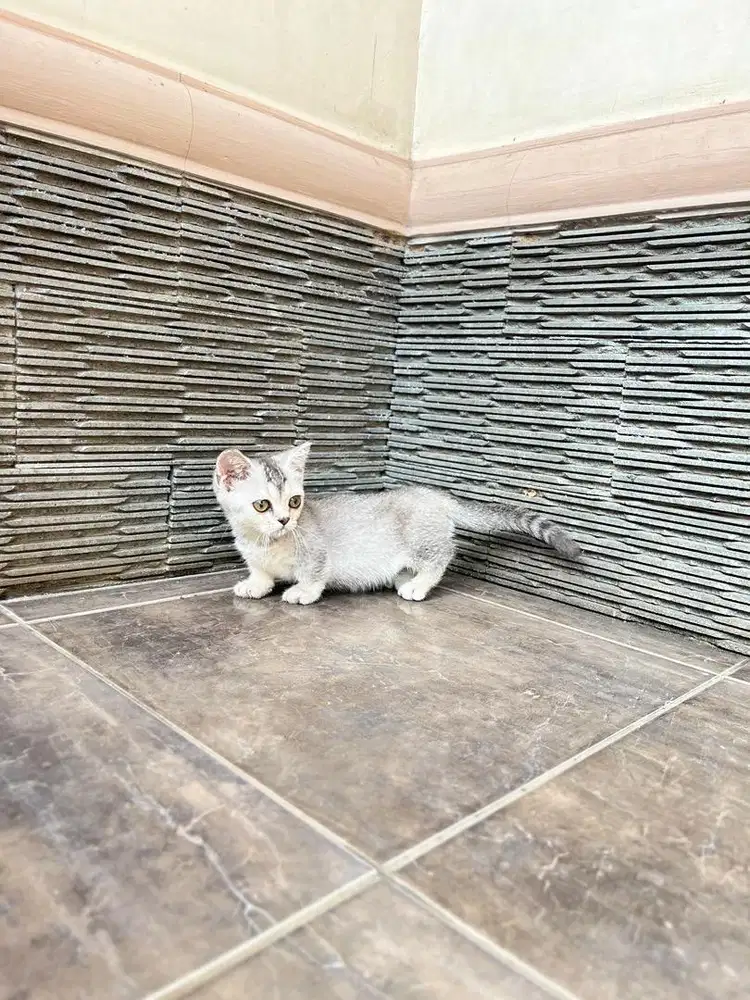 Kucing munchkin bsh british shorthair kitten