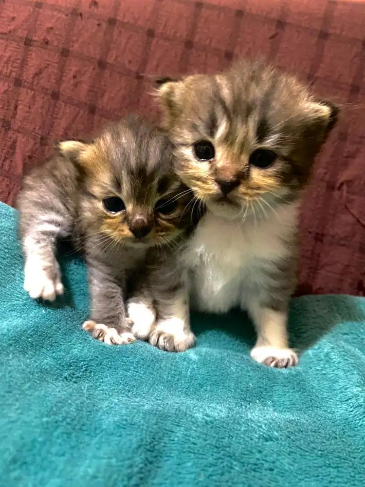 Kucing Persia anakan harga termurah