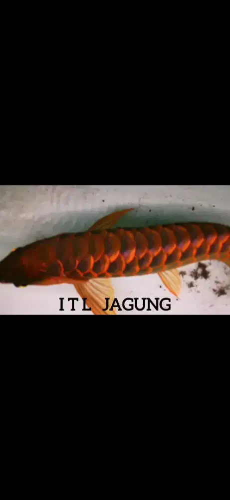 Super red ITL  jagung 50cm up