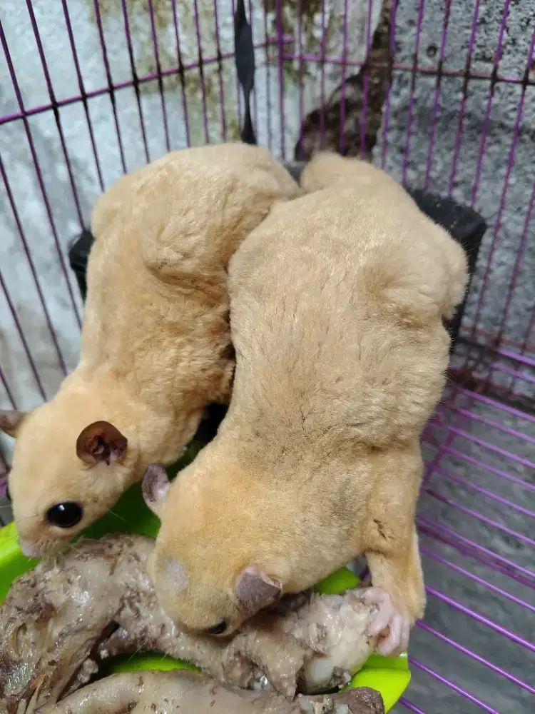Sugar glider betina 2 jantan 1