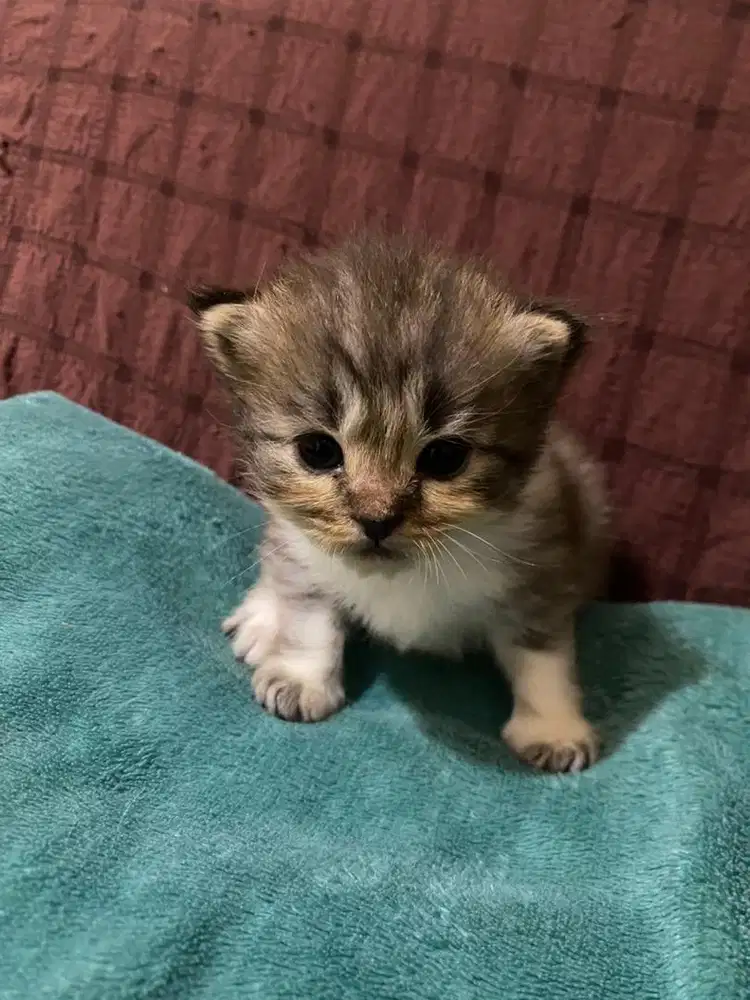Kitten Kucing Persia murah